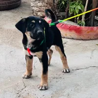 توله دوبرمن ۲ماهه