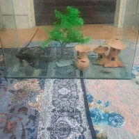 آکواریوم شیشه خم