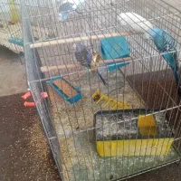 دوجفت مرغ عشق