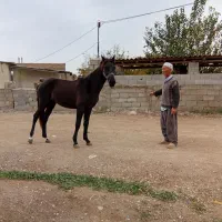 اسب نر|اسب و تجهیزات اسب‌سواری|گنبد کاووس, |دیوار