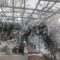 اجاره روزانه خانه باغ ۷۰۰ متری در سیرچ کرمان