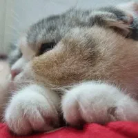 بچه گربه نژاددار فوق العاده زیبا و خوشگل