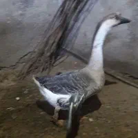 غاز ماده جوان