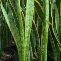 گیاهان آپارتمانی|گل و گیاه طبیعی|امامزاده عبدالله, |دیوار