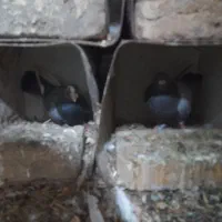 کفتر یا کبوتر