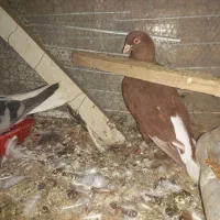 کبوتر رنگی معاوضه یا فروش|پرنده|بیرجند, |دیوار