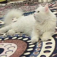 گربه پرشین