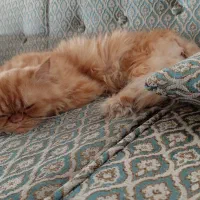 مژدگانی برای جینجر کوچولوی گمشده مون|حیوانات|تهران, ونک|دیوار