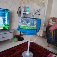 قفس عروس هلندی و طوطی