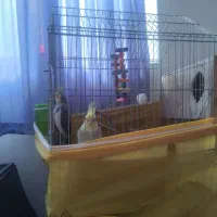 یک جفت عروس هلندی باقفس وتشکیلات|پرنده|قائم‌شهر, |دیوار