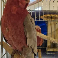 فروش یک جفت پرنده  گلا رز