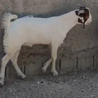 کهره نر بندر دیر