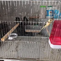 قناری نر|پرنده|ماکو, |دیوار