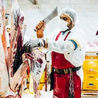 .گوسفند زنده اورگانیک.ب شرط نصفه.خونی