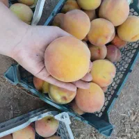 هلو|خوردنی و آشامیدنی|خمین, |دیوار