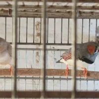 فنچ کینگ|پرنده|بوشهر, |دیوار
