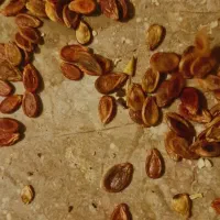 تخمه هندوانه بذری قرمز و کرابیه و تخم شربتی بالنگو