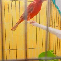 قناری|پرنده|بروجرد, |دیوار