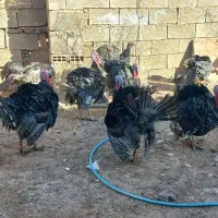 بوقلمون محلی