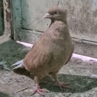 سرور کاکل و اشعل زرد درجه یک|پرنده|خرمشهر, |دیوار