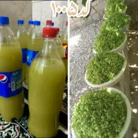 فروش آبغوره بسیار تمیز از باغهای فاروق