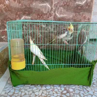 4عدد عروس هلندی بالغ با قفس|پرنده|اهرم, |دیوار