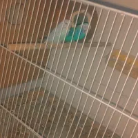 جوجه عروس هلندی مرغ عشق