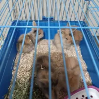 بچه خرگوش لپ ترکیش