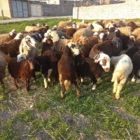 میش وبره افشاری جنس دار