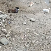 پنج عدد خرگوش قیمت مناسب