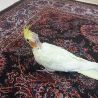 عروس یک ماهه سالم سرحال