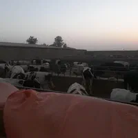 نان خشک فروشی نداریم|لوازم جانبی حیوانات|تهران, آهنگ|دیوار