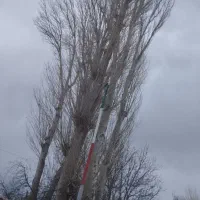 خرید چوب صنوبر