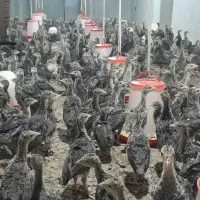 جوجه بوقلمون بیوتی و برنز .تخم نطفه دار بوقلمون