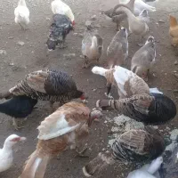 بوقلمون نر وماده بوربون|حیوانات مزرعه|اردبیل, |دیوار