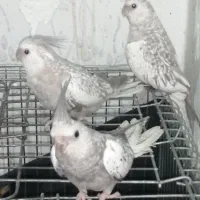 3 عدد عروس هلندی نژاد کم یاب ایزابلا