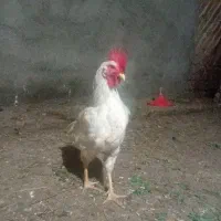 خوروس