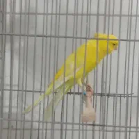 رسمی بلند|پرنده|اصفهان, شهرک ولیعصر|دیوار