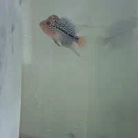 ماهی فلاور سوپر رد دراگون بیگ هد