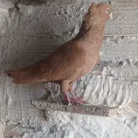 کفتر کبوتر|پرنده|اقبالیه, |دیوار