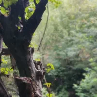 اجاره روزانه اقامتگاه  همرا با اتاق و سوئیت|اجارهٔ کوتاه‌مدت آپارتمان و سوئیت|رستم‌آباد, |دیوار