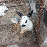 خرگوش ۱ ساله (فوری)|موش و خرگوش|ساری, |دیوار