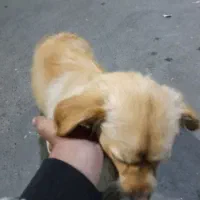 سگ باهوش و بامزه و حرف گوش کن|سگ|بهارستان, |دیوار