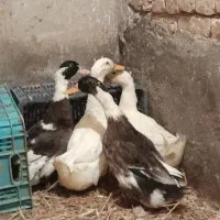 اردک
