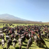 بوقلمون طبیعی|حیوانات مزرعه|انگوت, |دیوار