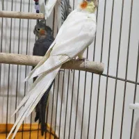 عروس هلندی|پرنده|خلخال, |دیوار