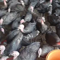 بوقلمون نر و ماده