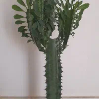 کلکسیونی شمعدونی