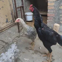 خروس و مرغ لاری|حیوانات مزرعه|سقز, |دیوار