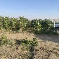 باغ انگور و میوه|فروش زمین و ملک کلنگی|محمدبار, |دیوار
